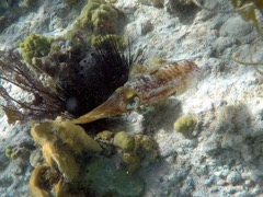 Caribbean Reef Squid 6